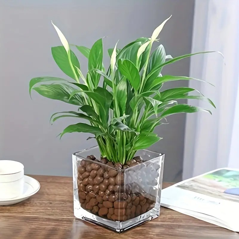 1 Pfund wiederverwendbare Hydr – Clay Pebble Growing Bewertung und Preis