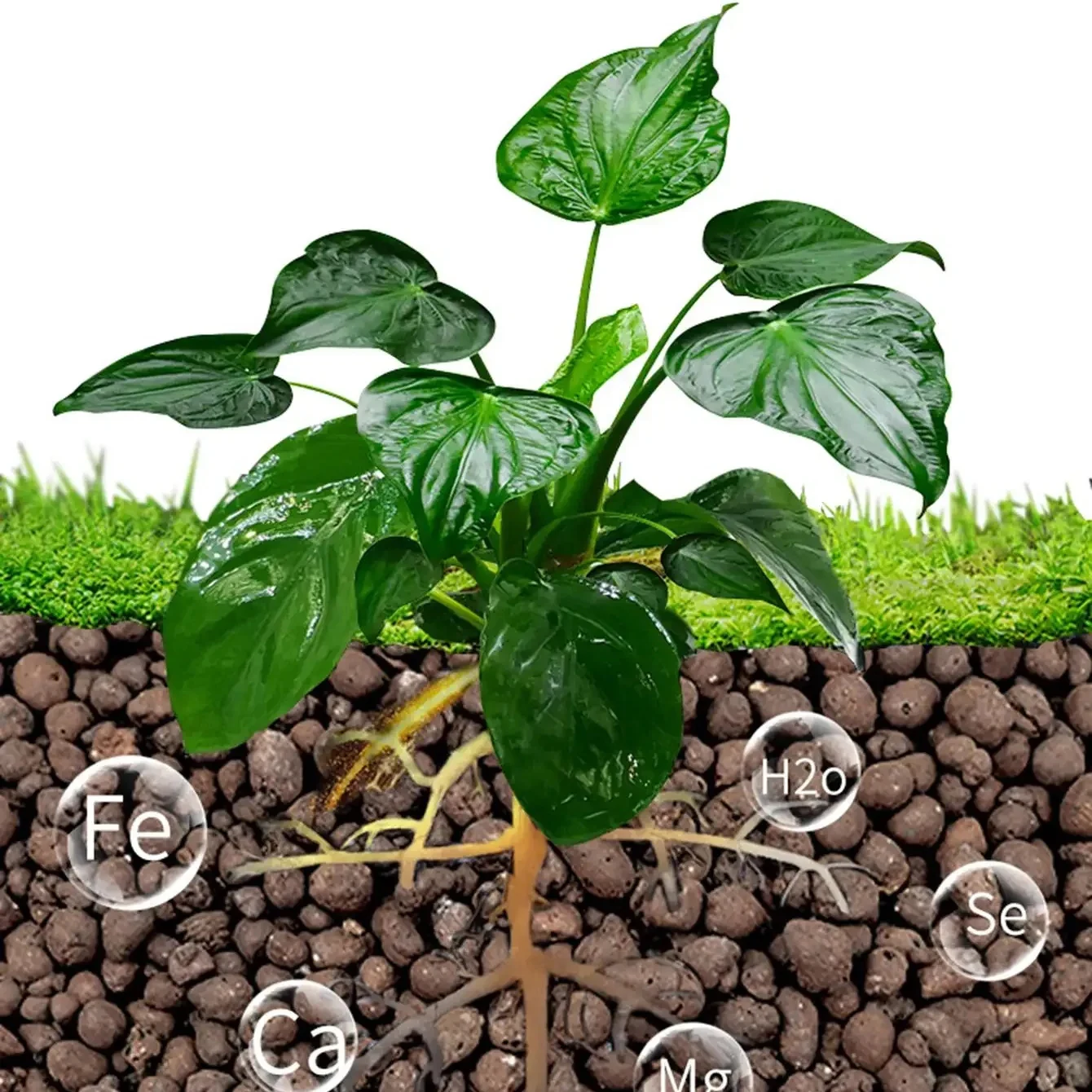 500g/Packung Leca Bälle Ton Ki – Clay Pebble Growing Bewertung und Preis